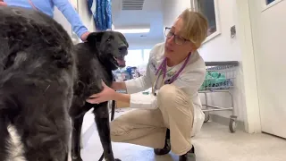 Masses on a dog When to worry and when to remove Lipoma on an older lab