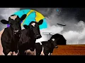 Download Lagu PINK FLOYD - ATOM HEART MOTHER [FULL SONG] (BASS COVER VERSION)