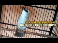 Lagu Trucuk BETINA memanggil Jantan Suara Birahi Ngecuplik 100% pancingan trucukan gacor agar BUNYI EMOSI