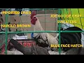 Gamefowl Expo with prices - Imported Lines