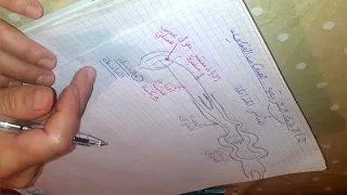 الدعامة التشريحية للمنعكس العضلي الجزء الأول ش أ ع ف شرح مفصل 