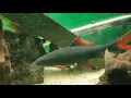 Royal Pleco Daniken Aquatics Top 100 Fish of the Fish House