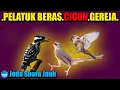 Download Lagu MASTER Pelatuk beras Cigun Gereja Jeda Suara Jauh