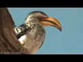Tropical Birds with Names and Sounds in 4K - Scenic Relaxation Film