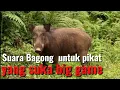 Download Lagu suara pikat babi hutan cocok untuk berburu!!