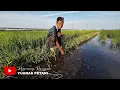Download Lagu Ada apa dengan padi di jepang🌾🌾🌾