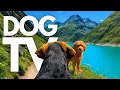 TheDogCam 10hrs of Mountain Lake Virtual Dog Walks In The Swiss Alps GoPro DogTV
