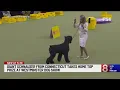 Westminster dog show winner is a Schnauzer from Connecticut