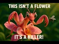 Lagu This 'Flower' is a Killer 🌸🔪 (Nature's Ultimate Catfish)