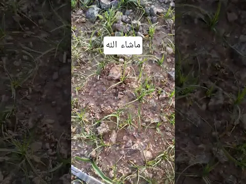 سبحان الله ماشاء الله