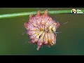 Download Lagu Watch This Caterpillar Turn Into A Chinese Luna Moth | The Dodo