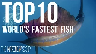 top 10 fastest fish in the ocean