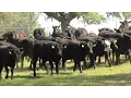 East Georgia Cattle Operation Features Unique Production Model
