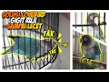 Download Lagu Solusi Lovebir gigit jeruji sampai lecet sangkar