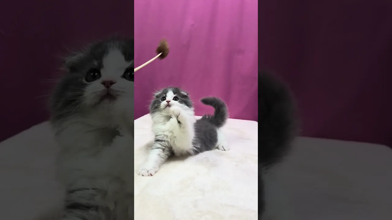 動画