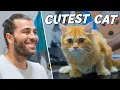 Download Lagu LUCU BANGET! Kucing Terlucu Sepanjang Masa? (Berbulu Halus, Lembut, Baik Hati, dan Pecinta Kuliner!)