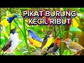 Download Lagu PIKAT BURUNG KECIL RIBUT !!! ampuh pikat terbaru burung langsung turun