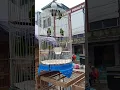 Download Lagu BURUNG SERINDIT SERATUS RIBUAN DI PASAR BURUNG 16 ILIR PALEMBANG