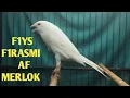 Download Lagu F1YS, F1RASMI, AF, MERLOK LIVESTOCK MATERIALS
