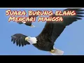 Download Lagu Ternyata begini || suara burung elang mencari mangsa? burung elang dewasa