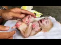 Download Lagu Newborn baby monkey Bravely Endures Pain Until Dad Steps In