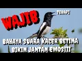 Download Lagu wajib terapi suara burung kacer betina bikin jantan emosi