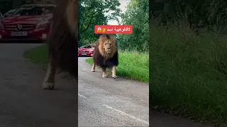 اكبر اسد في العالم The Largest Lion In The World أسد ملك الغابة اكبر اسد في العالم Lion 