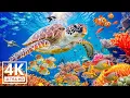 Download Lagu Ocean Magic In 4K VIDEO - Nature's Stunning Artwork, Breathtakingly Beautiful Fish Scene #4