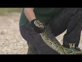 2022 Florida Python Challenge kicks off in the Everglades