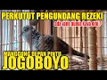 SUARA PERKUTUT LOKAL JOGOBOYO PENGUNDANG REZEKI