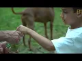 Watch: Fireflies Glowing in Sync to Attract Mates | National Geographic