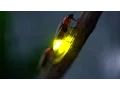 Download Lagu Watch: Fireflies Glowing in Sync to Attract Mates | National Geographic