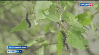 В Омской области небывалое нашествие непарного шелкопряда