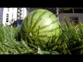 UCSD Lambda Chi Alpha Watermelon Bust 2014 Promo