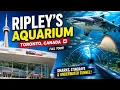 Ripley s Aquarium of Canada FULL Walkthrough Exploring Ripley s Aquarium Toronto