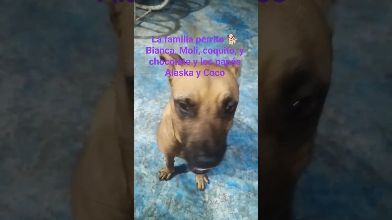 familia de perritos