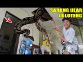 Download Lagu SEREM!! ADA ULAR PITON BESAR DI LOTENG RUMAH UPlIN?!