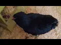 Ameraucana vs Easter Egger True Breed vs Mixed Genetics