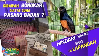 Download Settingan murai batu dibawah bongkar isian tapi diatas gantangan cuma ngetem pasang badan. MP3