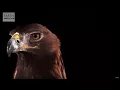 Download Lagu Golden Eagle Flying In Slow Motion! | BBC Earth Explore