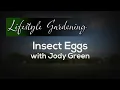 Insect Eggs