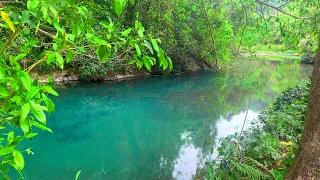 Gentle River Flow In The Forest And Beautiful Birds Chirping Soothing Nature Ambience Nature Sound 