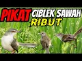 Download Lagu suara pikat ciblek sawah ribut