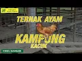 Download Lagu Ayam kampung kacuk | Hanani Agro Farm