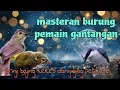 Lagu Masteran para pemain gantangan❗ brinji bajing kekes dan jinjing petulak 🔥🔥