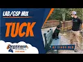 2yo Mix Tuck Virginia s Best Dog Trainers Off Leash K9 Training