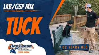 2yo Mix Tuck Virginia s Best Dog Trainers Off Leash K9 Training