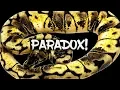 The elusive Paradox ball python