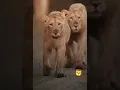 Download Lagu kisi ka ahsan nhi h hum par jitni bhi phachana h khud ke dum par h lion king attitude status short
