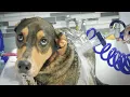 Dogtopia Imani s Dream Job Working with Dogs